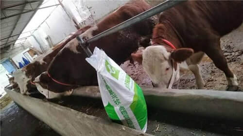 cattle-feed-pellets-making