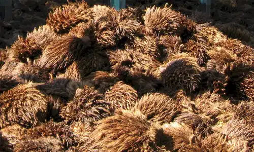 EFB for pellet making