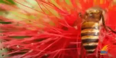 Die Bienen saugen die Blütenessenz KM