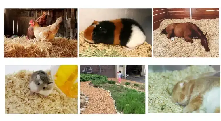 Wood shavings applications for animal bedding and packing